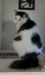 Lost Male Cat last seen Deerfoot & Dancy Drive, Fort Worth, TX 76131
