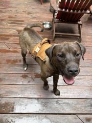 Found/Stray Male Dog last seen Silo Rd near Cobb Rd and Pony Lane, Silo Rd, NC 28501