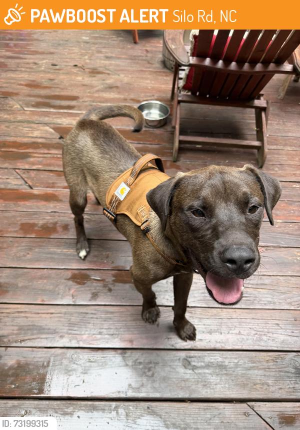 Found/Stray Male Dog last seen Silo Rd near Cobb Rd and Pony Lane, Silo Rd, NC 28501