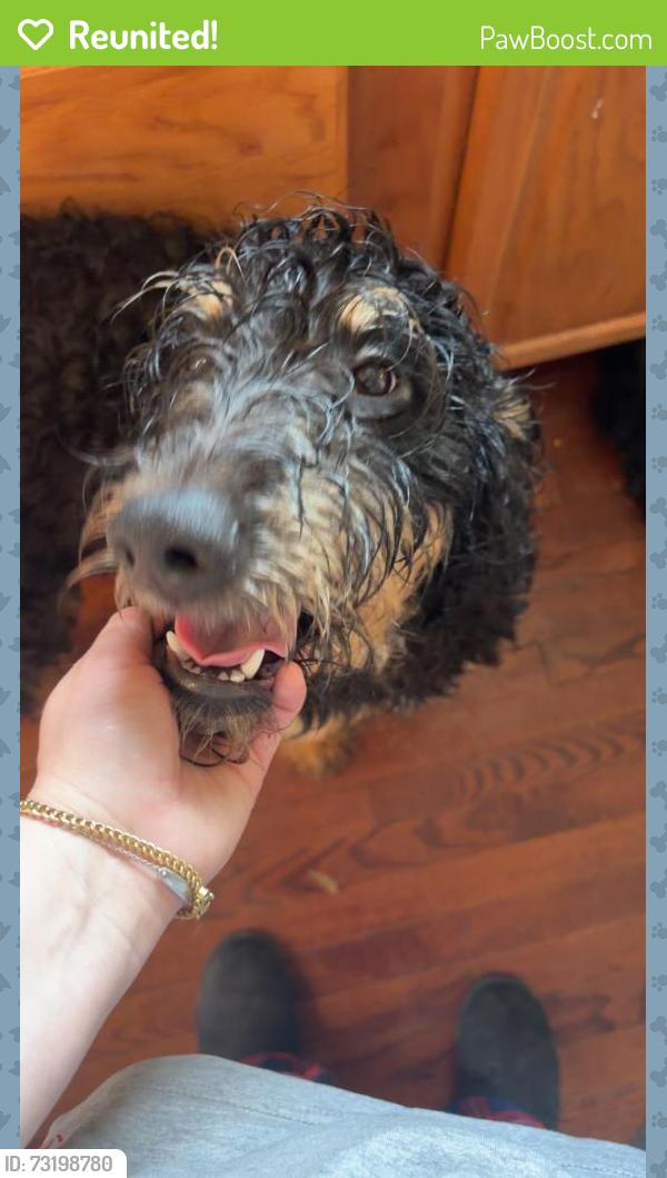 Reunited Male Dog last seen Near Huss street, Lincolnton, NC 28092