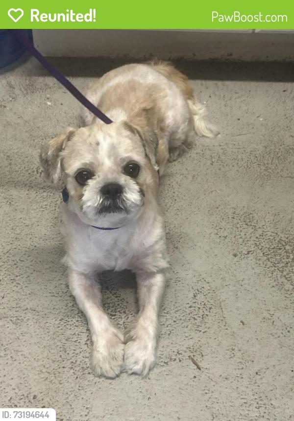 Reunited Male Dog last seen N Central ave and W Fullerton, Chicago, IL 60639