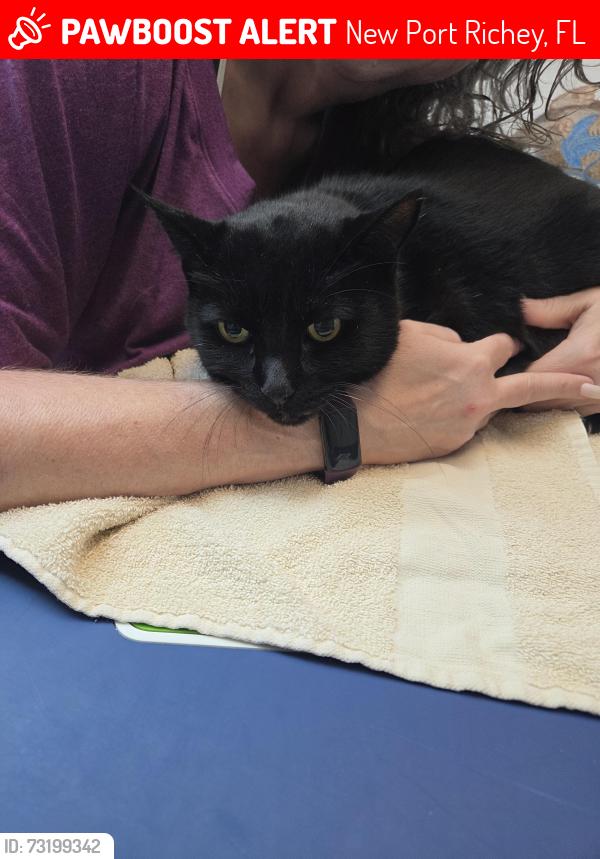 Lost Male Cat last seen Grand & Moog, New Port Richey, FL 34652