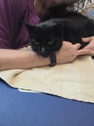 Lost Male Cat last seen Grand & Moog, New Port Richey, FL 34652