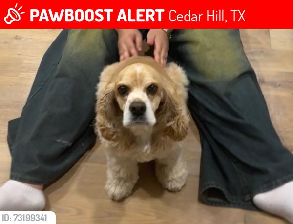 Lost Female Dog last seen Mountain lakes cedarhill tx, Cedar Hill, TX 75104