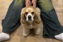 Lost Female Dog last seen Mountain lakes cedarhill tx, Cedar Hill, TX 75104