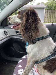 Reunited Female Dog last seen Middle Rd, Middletown Township, NJ 07748