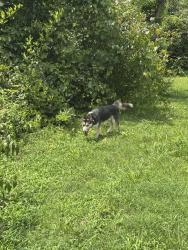 Found/Stray Male Dog last seen Morgan rd, Rowan County, NC 28071