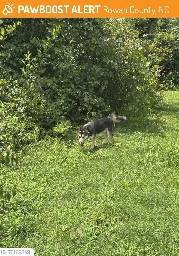 Found/Stray Male Dog last seen Morgan rd, Rowan County, NC 28071