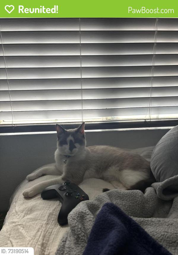 Reunited Male Cat last seen Feather Ave st Baldwin park, Baldwin Park, CA 91706