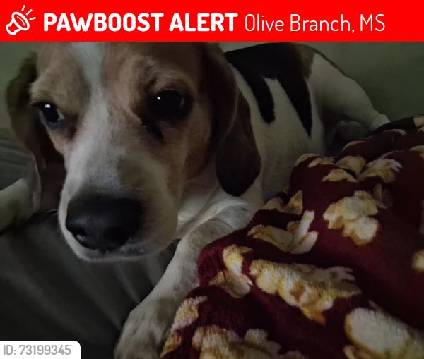 Lost Female Dog last seen Near tremont dr, Olive Branch, MS 38654
