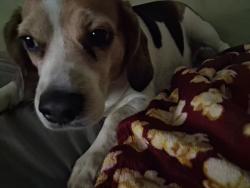 Lost Female Dog last seen Near tremont dr, Olive Branch, MS 38654