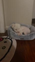 Reunited Female Dog last seen Arrowhead and cypress st Victorville ll, Victorville, CA 92395