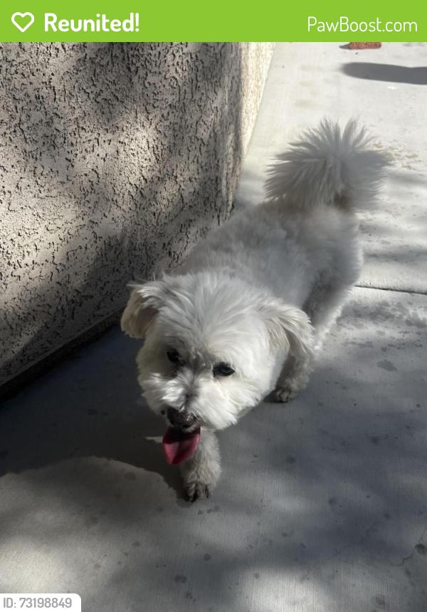 Reunited Male Dog last seen Scavenger Hunt near the little playground/ mailboxes, North Las Vegas, NV 89084