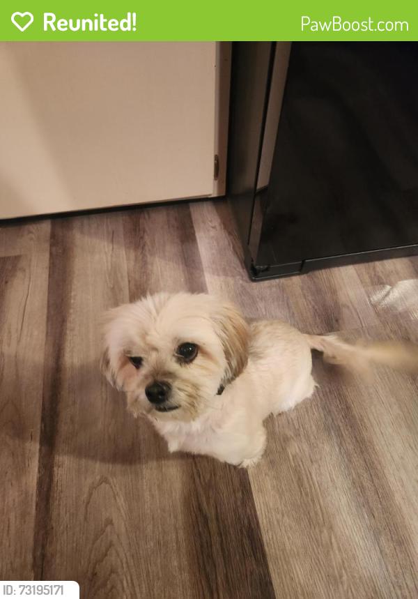 Reunited Female Dog last seen East Manchester and Chicago road, Chicago Heights, IL 60411