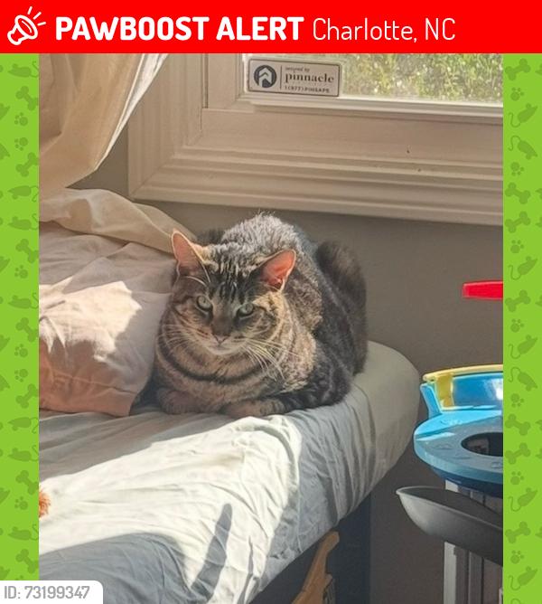 Lost Male Cat last seen Denon Hills Dr. / Piney Grove / Idlewild South, Charlotte, NC 28212