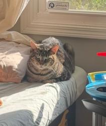 Lost Male Cat last seen Denon Hills Dr. / Piney Grove / Idlewild South, Charlotte, NC 28212