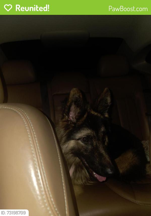 Reunited Female Dog last seen Brighton Ave Toledo, Ohio near Highland Park, Toledo, OH 43609