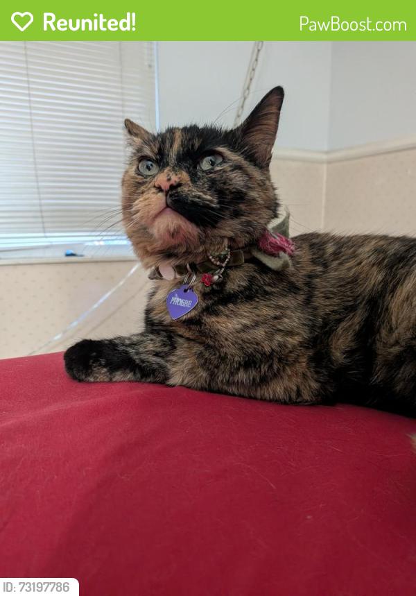 Reunited Female Cat last seen Raintree East, Aurora, CO 80247