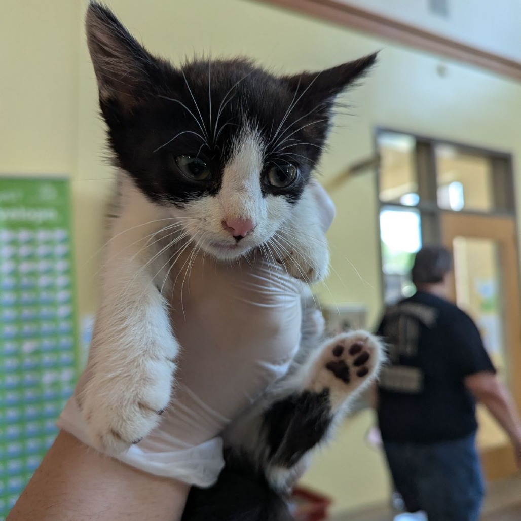 Shelter Stray Male Cat last seen , 1211 Old Graves Mill Rd, Lynchburg, VA 24502, USA