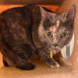 Shelter Stray Female Cat last seen , Animal Care & Control Team of Philly, 111 W Hunting Park Ave, Philadelphia, PA 19140, USA