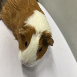 Shelter Stray Female Other last seen , 3607 N Armenia Ave, Tampa, FL 33607, USA