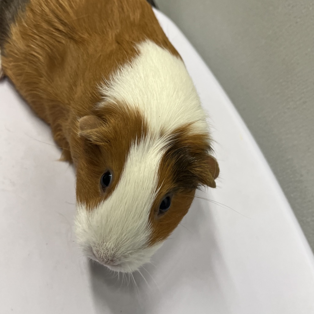 Shelter Stray Female Other last seen , 3607 N Armenia Ave, Tampa, FL 33607, USA