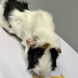 Shelter Stray Female Other last seen , 3607 N Armenia Ave, Tampa, FL 33607, USA