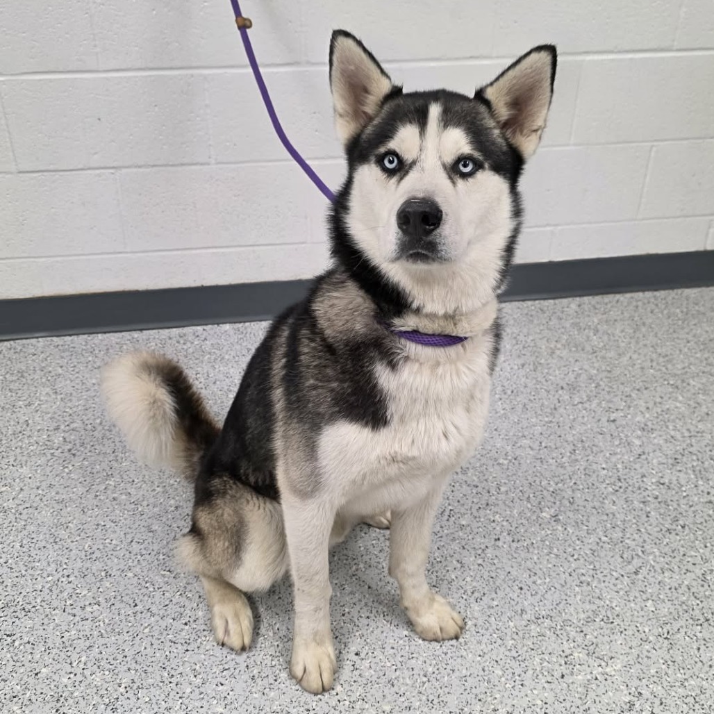 Shelter Stray Male Dog last seen , 5801 Graye Ln, Caldwell, ID 83607, USA
