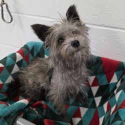 Shelter Stray Male Dog last seen , 5801 Graye Ln, Caldwell, ID 83607, USA