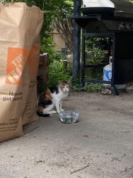 Found/Stray Female Cat last seen Betty Lane, Louisville, KY 40205