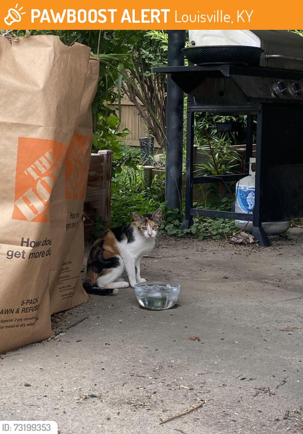 Found/Stray Female Cat last seen Betty Lane, Louisville, KY 40205