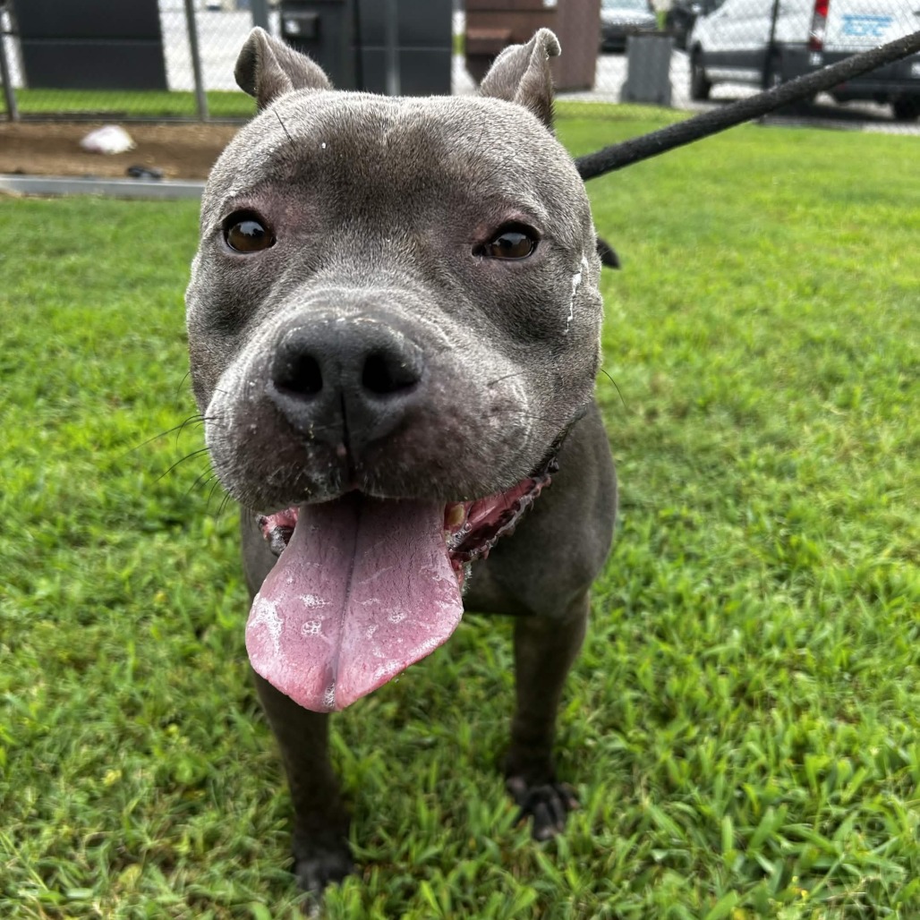 Shelter Stray Female Dog last seen , 328 Furman Hall Rd, Greenville, SC 29609, USA
