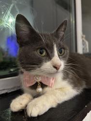 Lost Female Cat last seen Thimblemill road, West Midlands, England B67 6PU