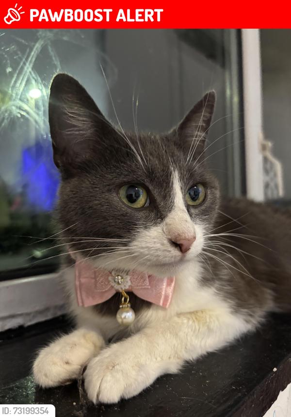Lost Female Cat last seen Thimblemill road, West Midlands, England B67 6PU