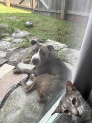 Found/Stray Male Dog last seen Countryway rd antioch, Nashville, TN 37013