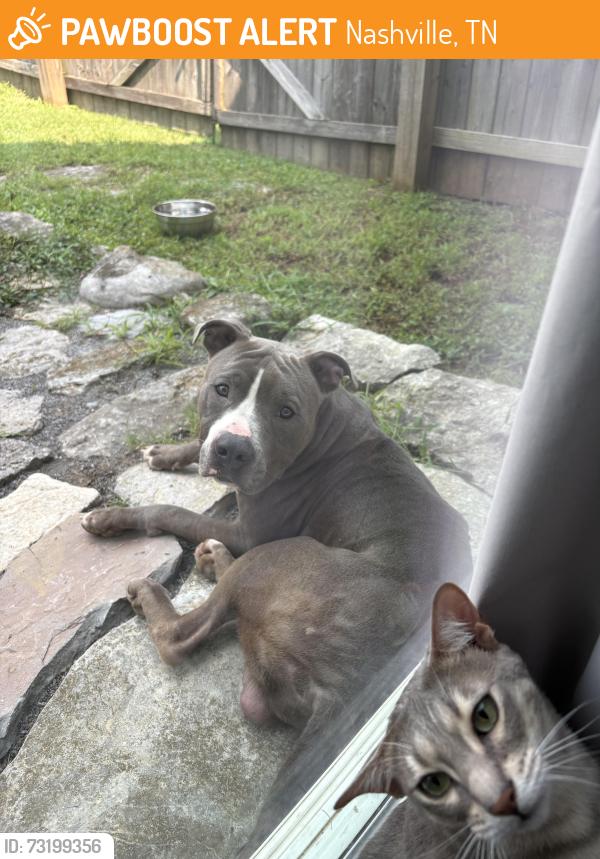 Found/Stray Male Dog last seen Countryway rd antioch, Nashville, TN 37013