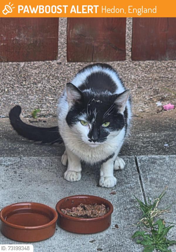 Found/Stray Male Cat last seen Hedon, Hedon, England 