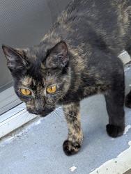 Found/Stray Female Cat last seen Kinsrow, Eugene, OR 97401