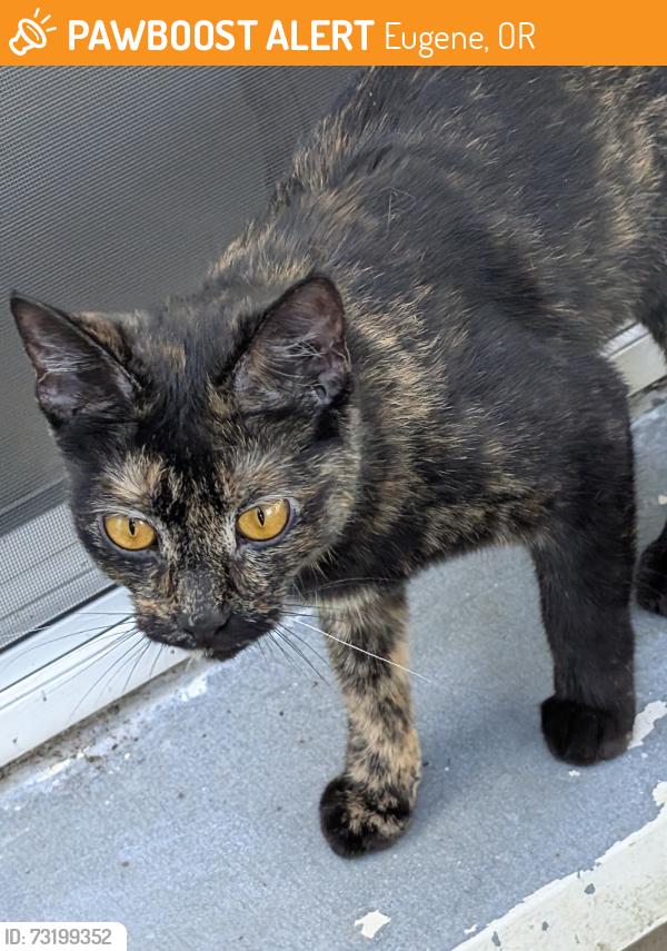 Found/Stray Female Cat last seen Kinsrow, Eugene, OR 97401
