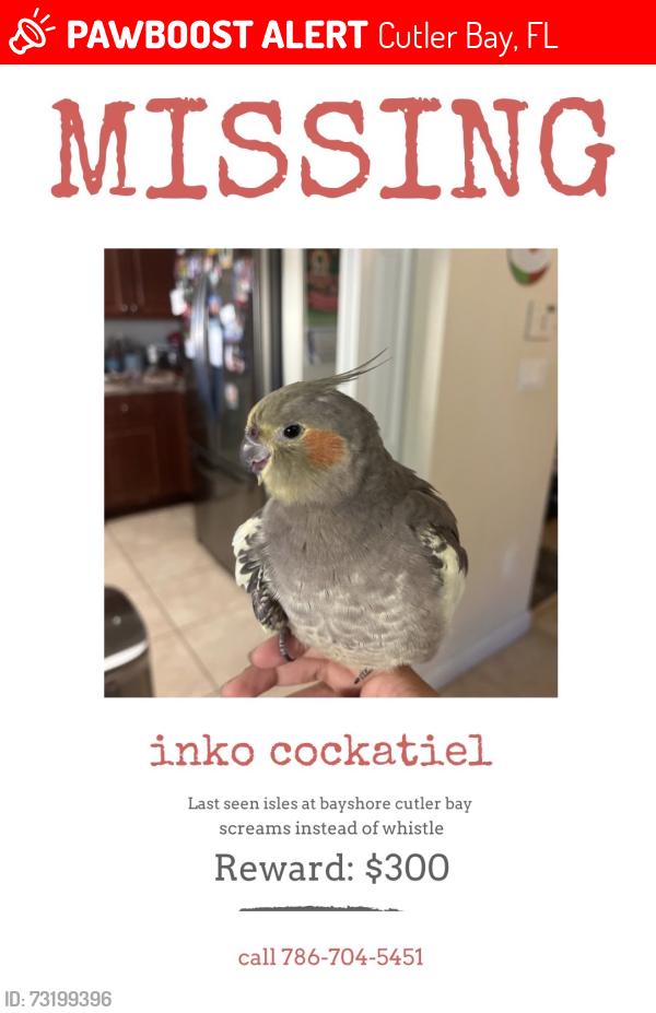 Lost Female Bird last seen Near my hse, Cutler Bay, FL 33190
