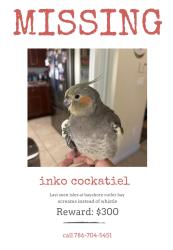 Lost Female Bird last seen Near my hse, Cutler Bay, FL 33190