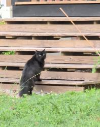 Found/Stray Unknown Cat last seen Belmont Drive, Hendersonville, NC 28739