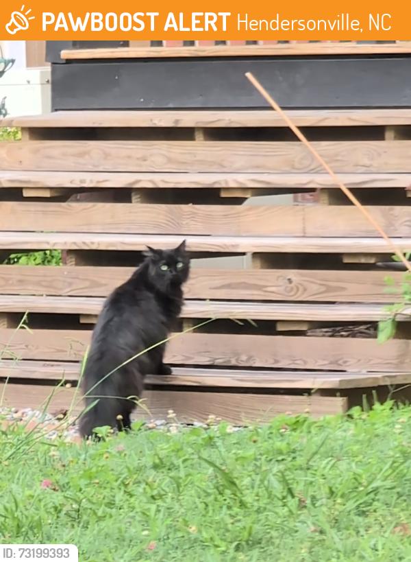 Found/Stray Unknown Cat last seen Belmont Drive, Hendersonville, NC 28739