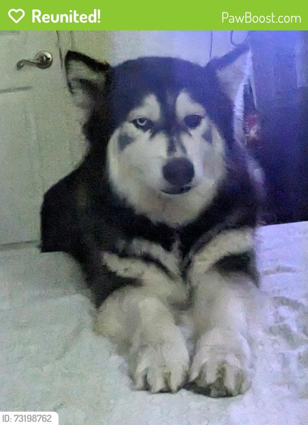 Reunited Female Dog last seen Near W. Lullaby Ln, Anaheim, CA 92802