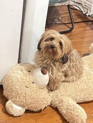 Lost Female Dog last seen Saint John’s st Allentown pa, Allentown, PA 18103