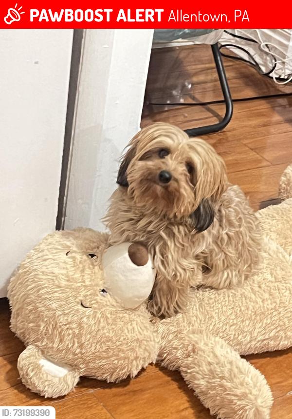 Lost Female Dog last seen Saint John’s st Allentown pa, Allentown, PA 18103