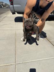 Reunited Female Dog last seen Ashlan & highland, Clovis, CA 93619
