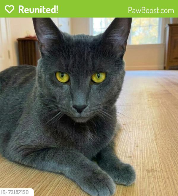 Reunited Male Cat last seen Dulaney Valley & Charmuth, Towson, MD 21286
