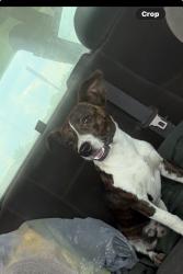 Lost Male Dog last seen He was on 141st sapulpa he loves chasing cars if no one’s looking, planning on building a fence soon whenever he comes back, Sapulpa, OK 74066