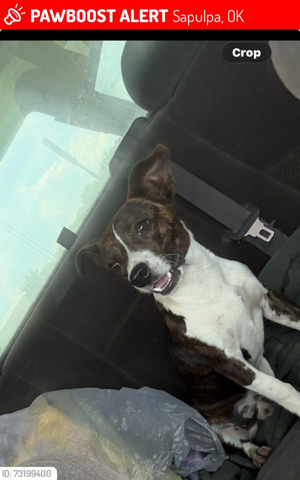 Lost Male Dog last seen He was on 141st sapulpa he loves chasing cars if no one’s looking, planning on building a fence soon whenever he comes back, Sapulpa, OK 74066